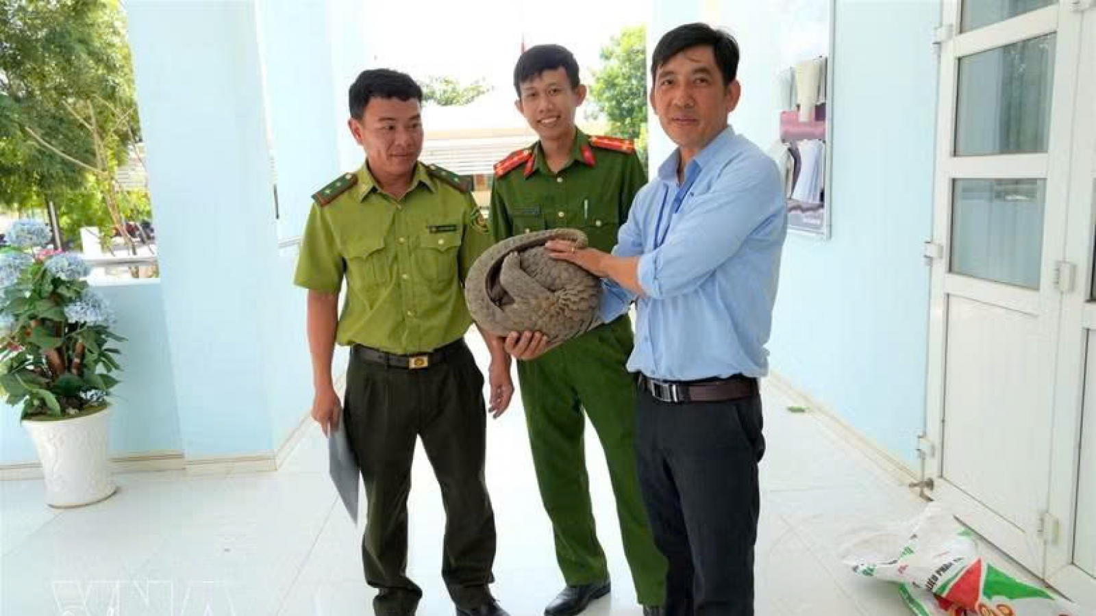 Lam Dong: Rare pangolin voluntarily handed over by resident