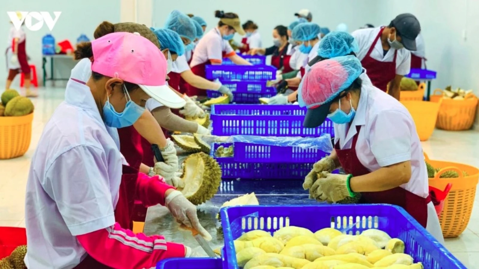Agro-forestry-fisheries exports rise over 9% in five months