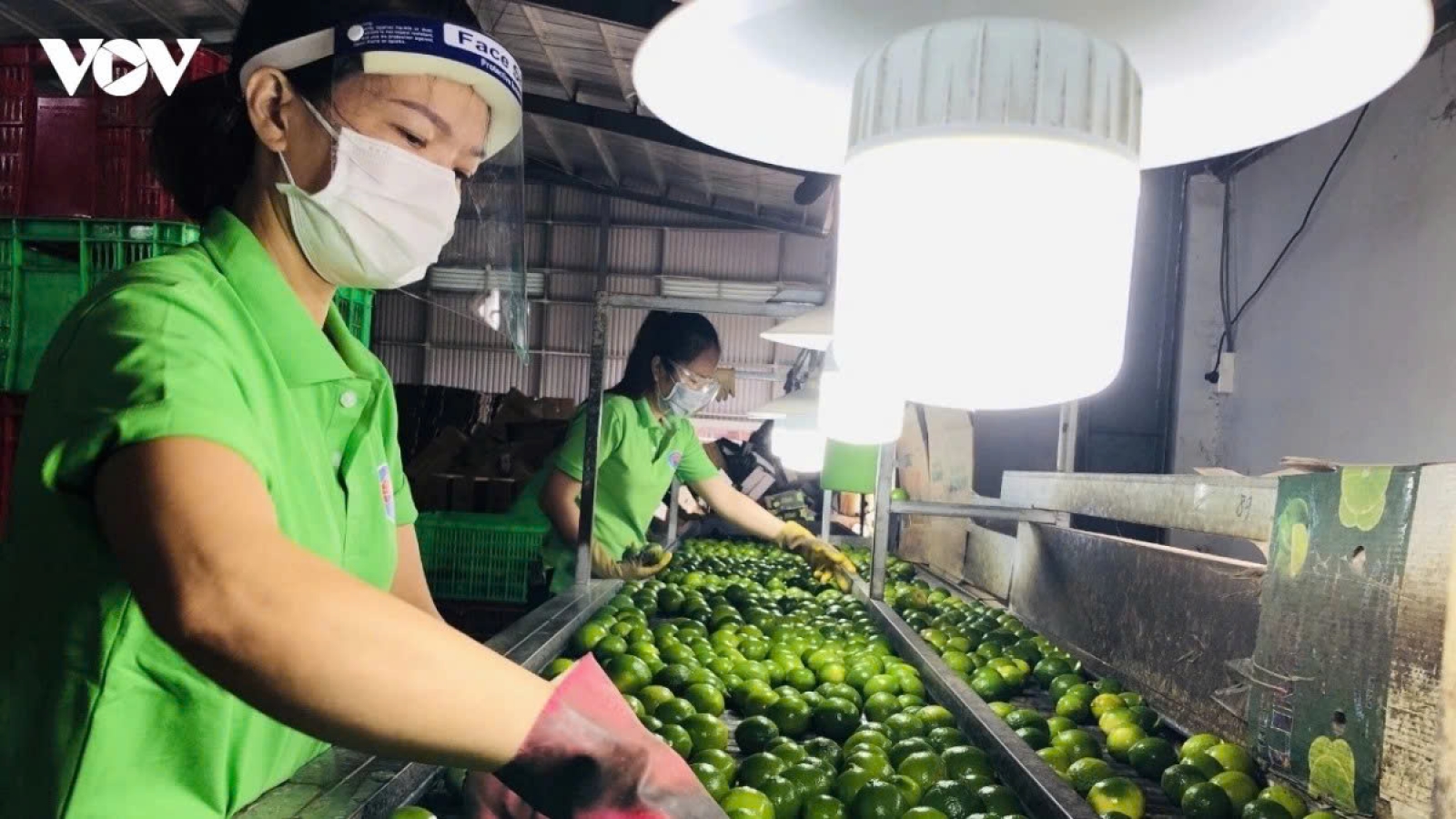 Vietnamese fruit exporters seek trade opportunities in Guangxi