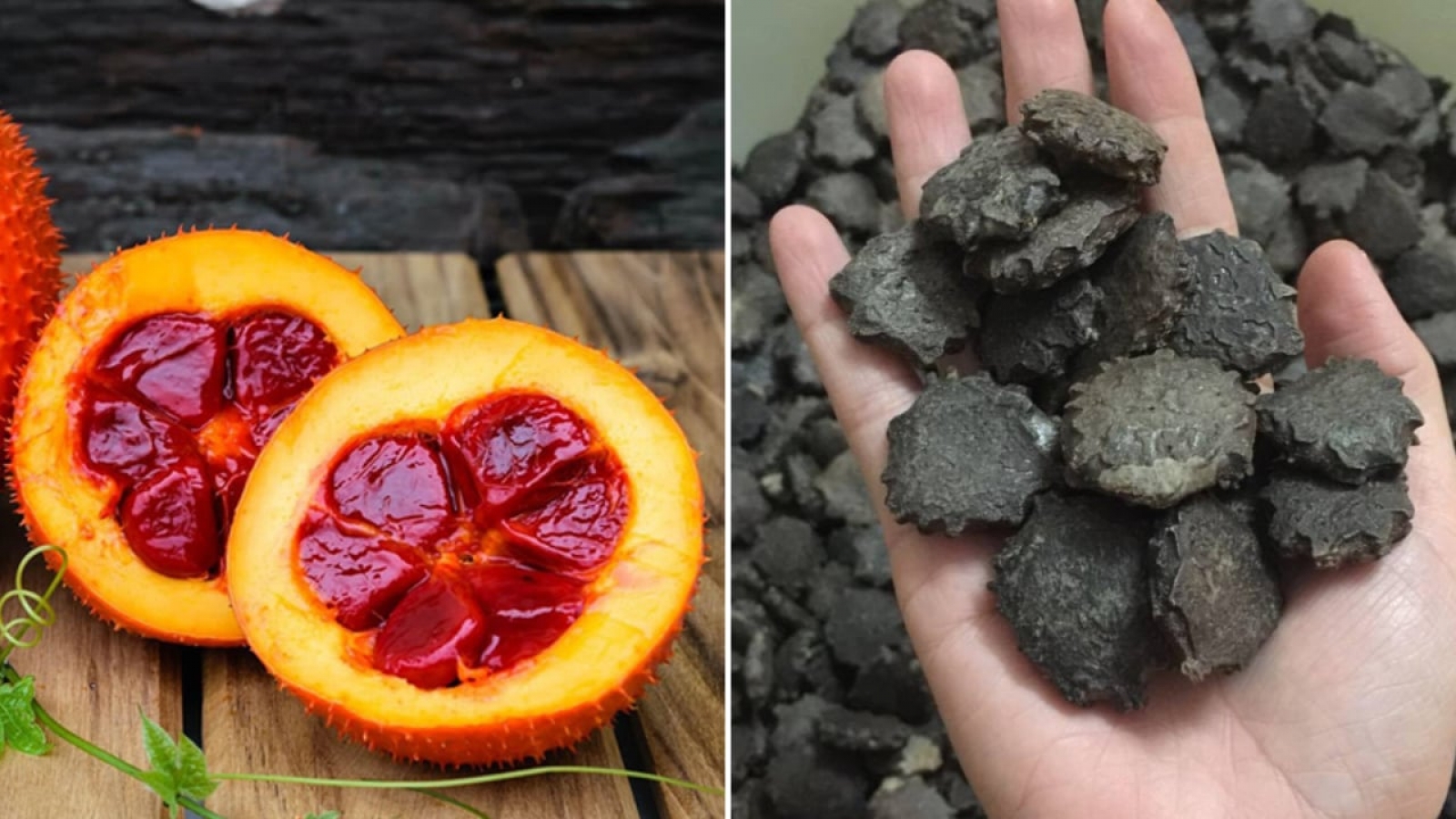 Vì sao hạt gấc từng bị bỏ đi nay được các thương lái săn lùng?