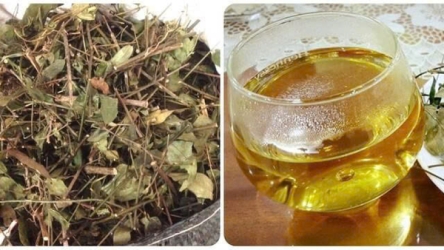 Uống chè vằng bao lâu thì nên dừng? Nhiều người đang dùng mà không biết điều này