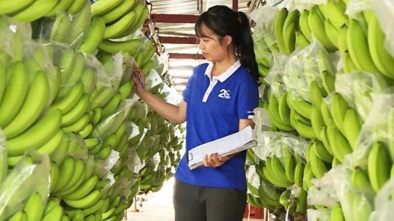 Cuộc đua mới của rau quả Việt tại thị trường tỷ dân