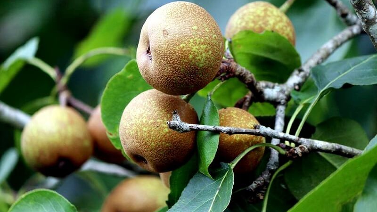 Đặc sản rừng ít người biết mang lại thu nhập cho đồng bào vùng cao