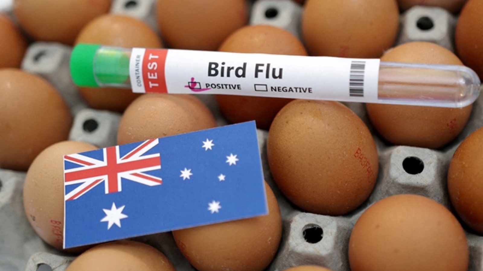 Virus cúm gia cầm H5 lần đầu xuất hiện tại lục địa Australia