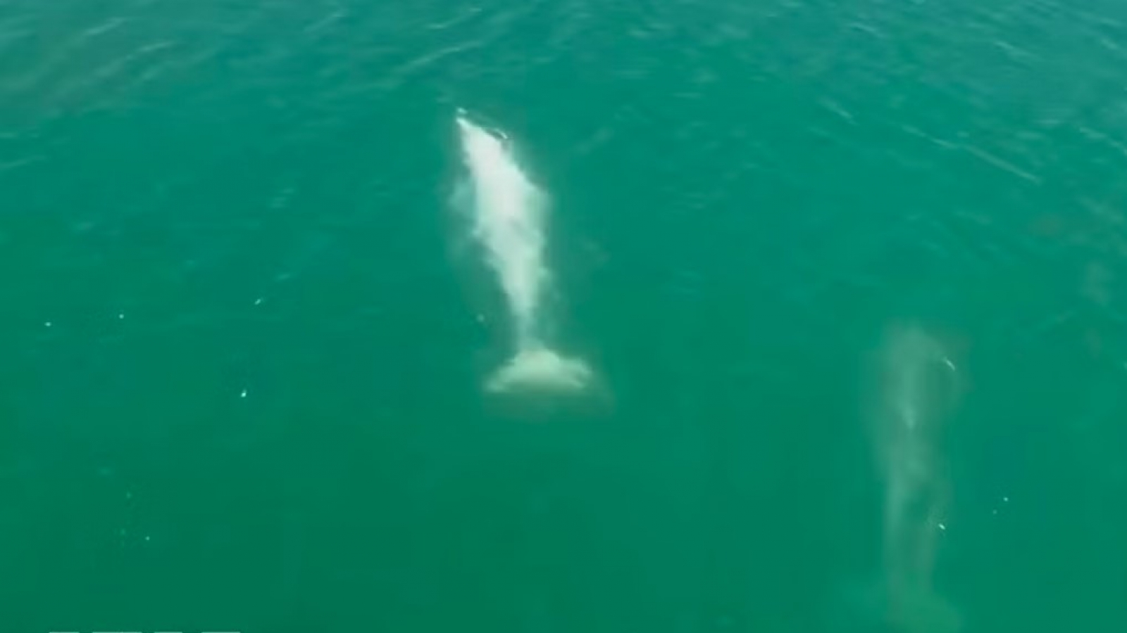 Large dolphins spotted near shore off Cai Chien Island