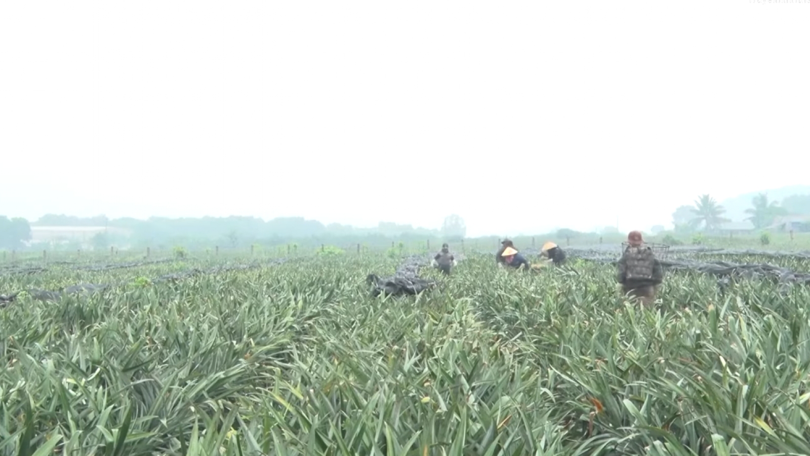 Hàng trăm ha dứa chín rộ ở Thanh Hóa rơi vào cảnh mất giá, khó tiêu thụ