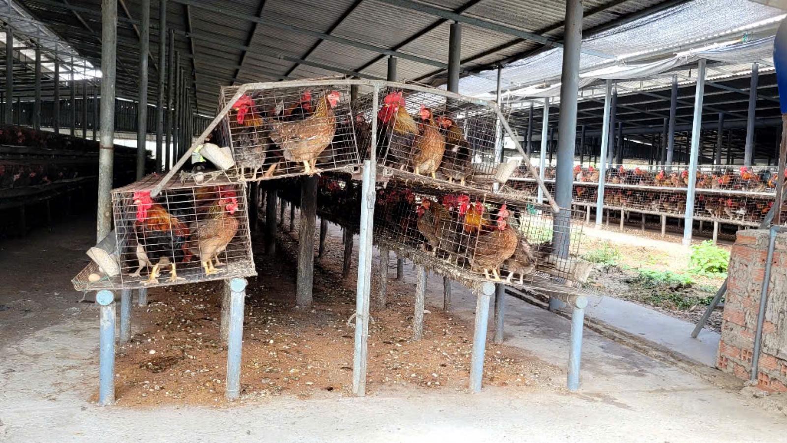 Khẩn trương dập ổ dịch cúm A/H5N1 trên đàn vịt tại Đồng Tháp