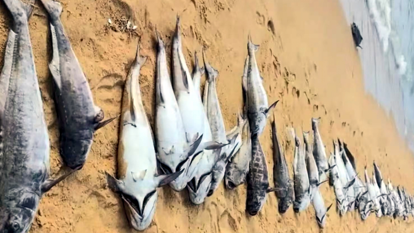 Hải Nam (Trung Quốc) kích hoạt ứng phó khẩn cấp cấp III do thủy triều đỏ