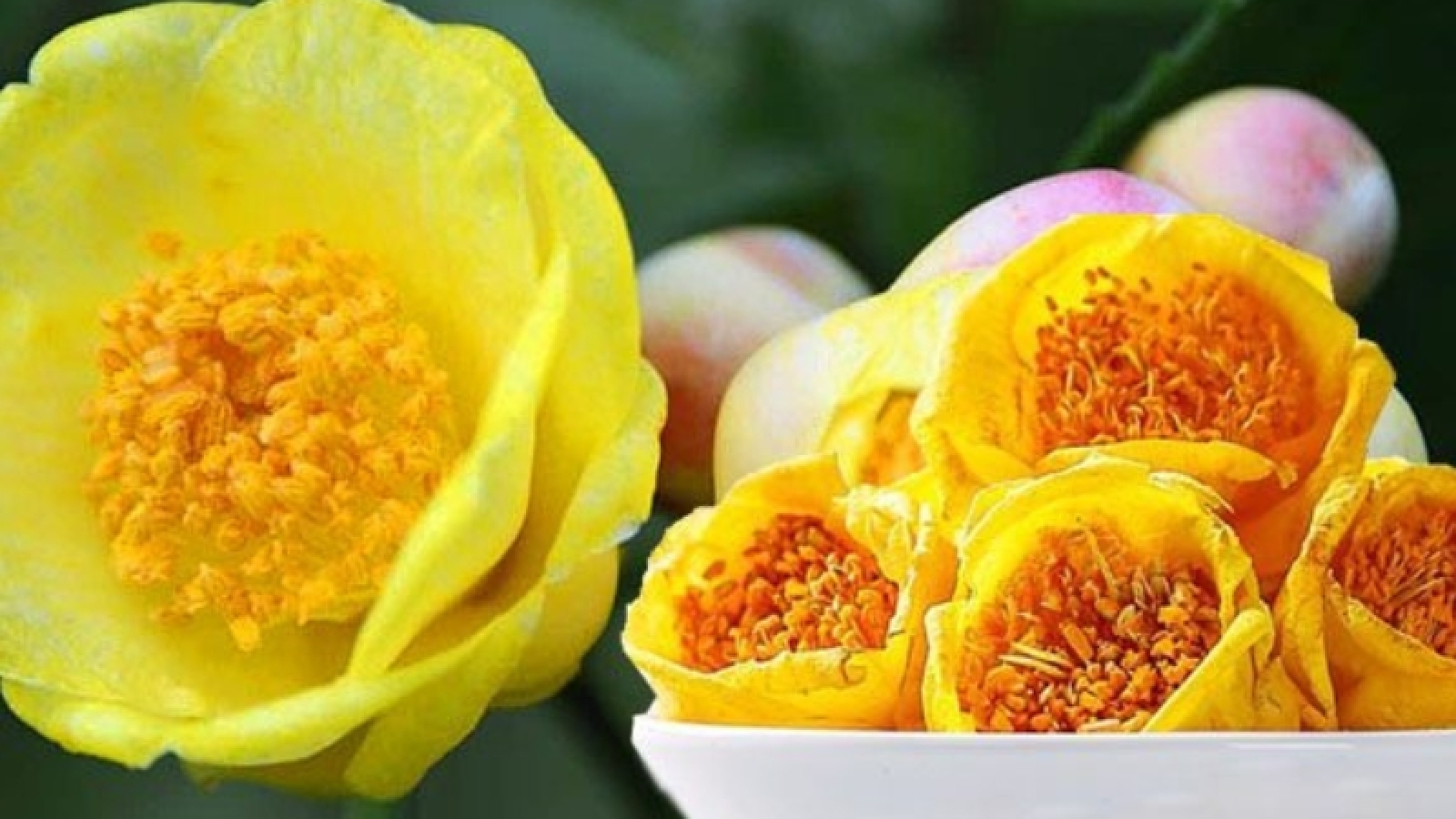 Trà hoa vàng – loài hoa rừng độc lạ mở ra giá trị kinh tế từ dược liệu quý