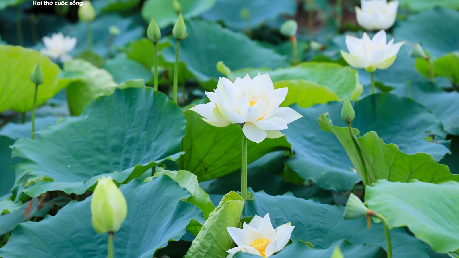Mùa sen Hà Nội
