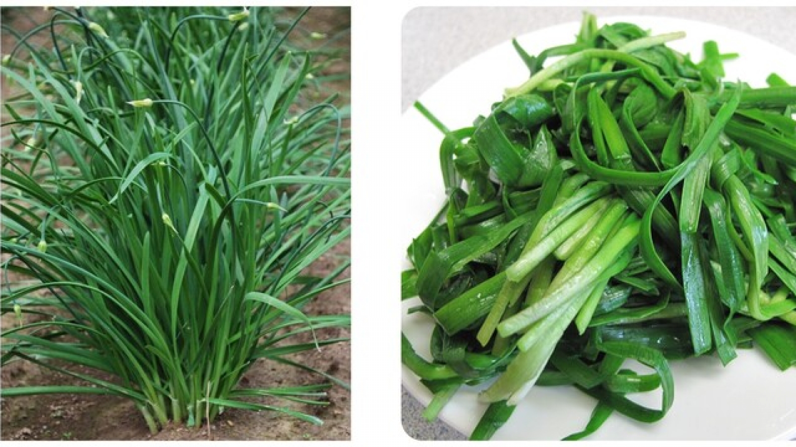 Cây thuốc nhỏ nhưng có võ, giúp bổ thận tráng dương, bảo vệ tim mạch lại dễ tìm