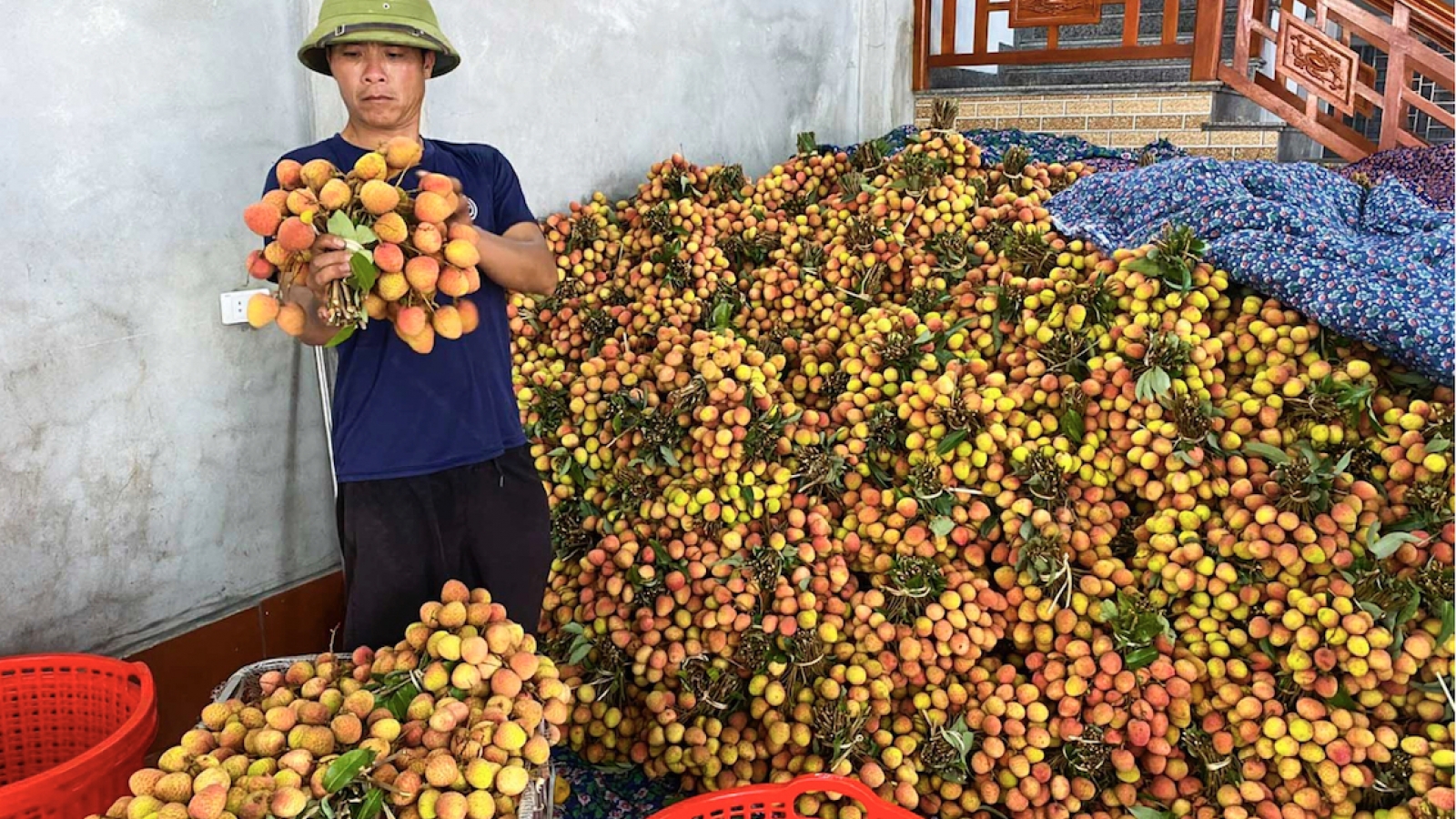 Bac Ninh to elevate lychee to premium-brand product