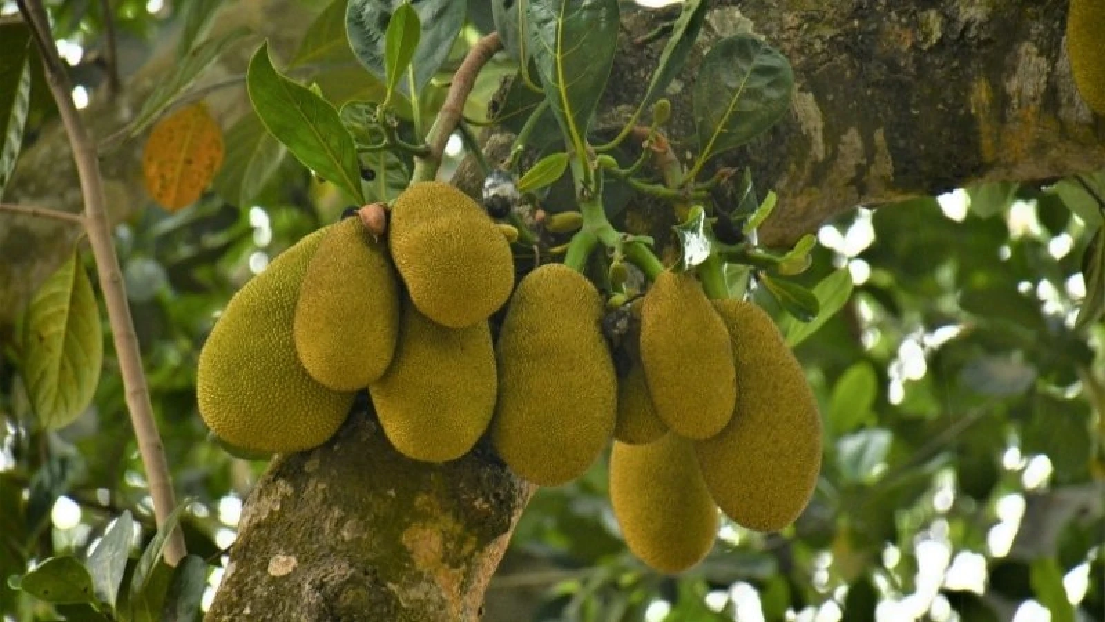 Thứ quả đầy gai thơm lừng, ăn thường xuyên bổ dưỡng đủ đường