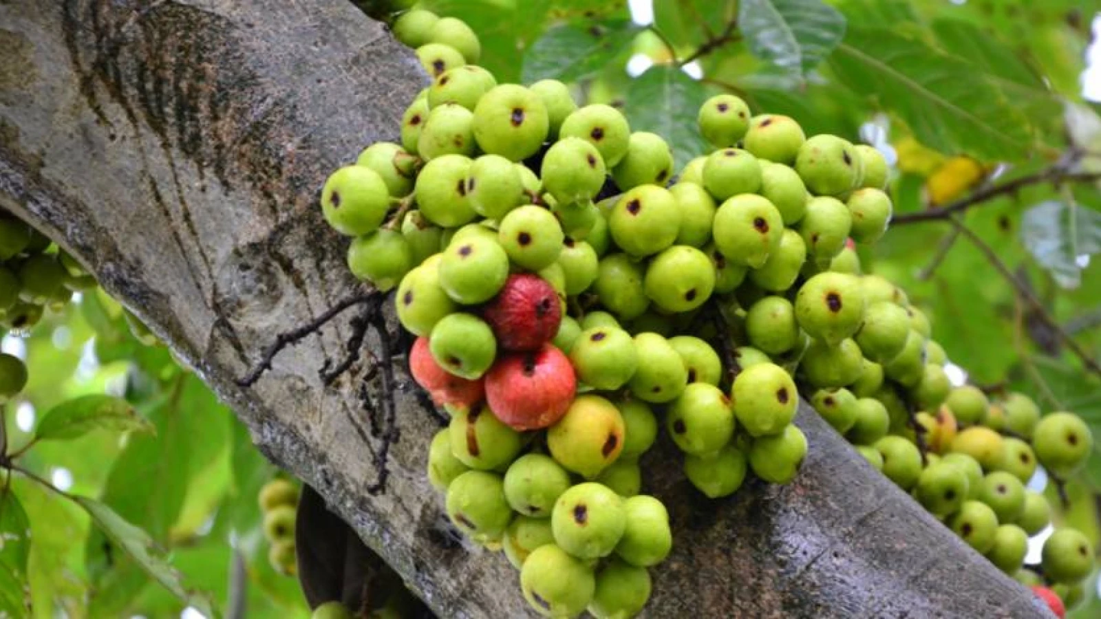 Thứ quả rụng đầy gốc không ai ngó, là thuốc bổ giúp cơ thể ngày càng trẻ khoẻ