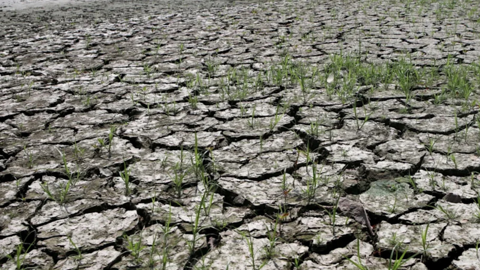 3 kịch bản đáng sợ nếu “El Nino Godzilla” xuất hiện trong năm 2026
