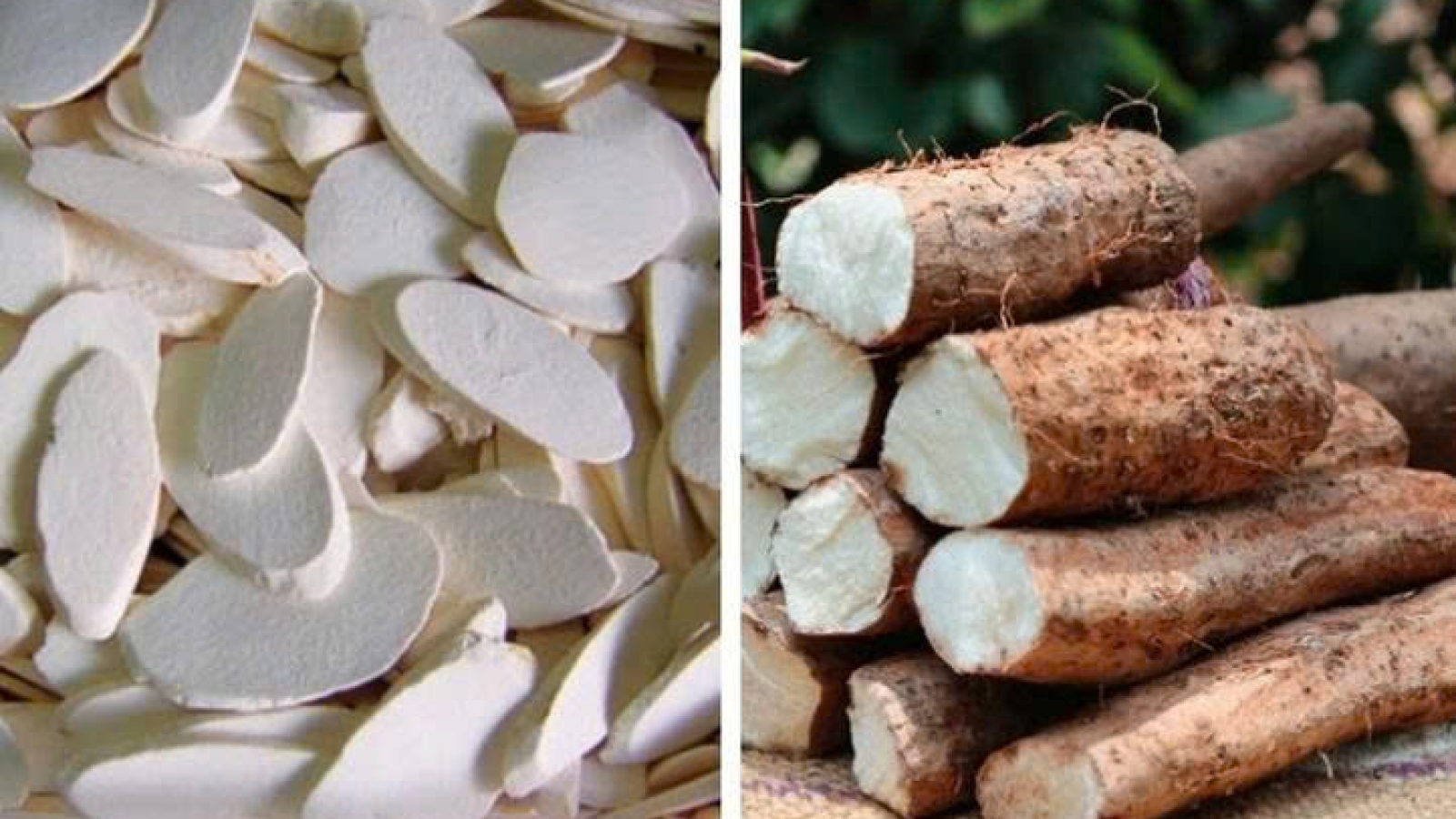 Củ hoài sơn có tác dụng gì mà được ví là “thực phẩm dưỡng sinh”?