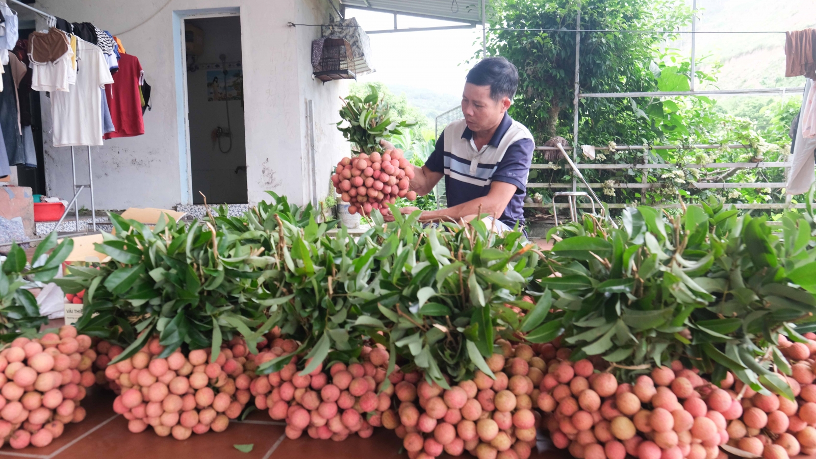 Vụ vải thu hơn 9.000 tỷ đồng, người trồng ở Bắc Ninh bắt tay chuẩn bị vụ mới