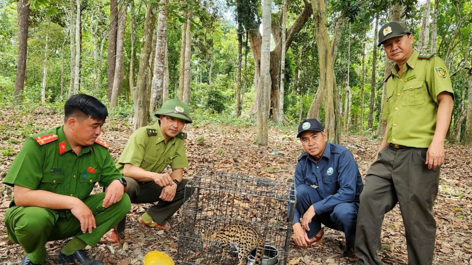 Fifteen rare and endangered wild animals released into natural habitat