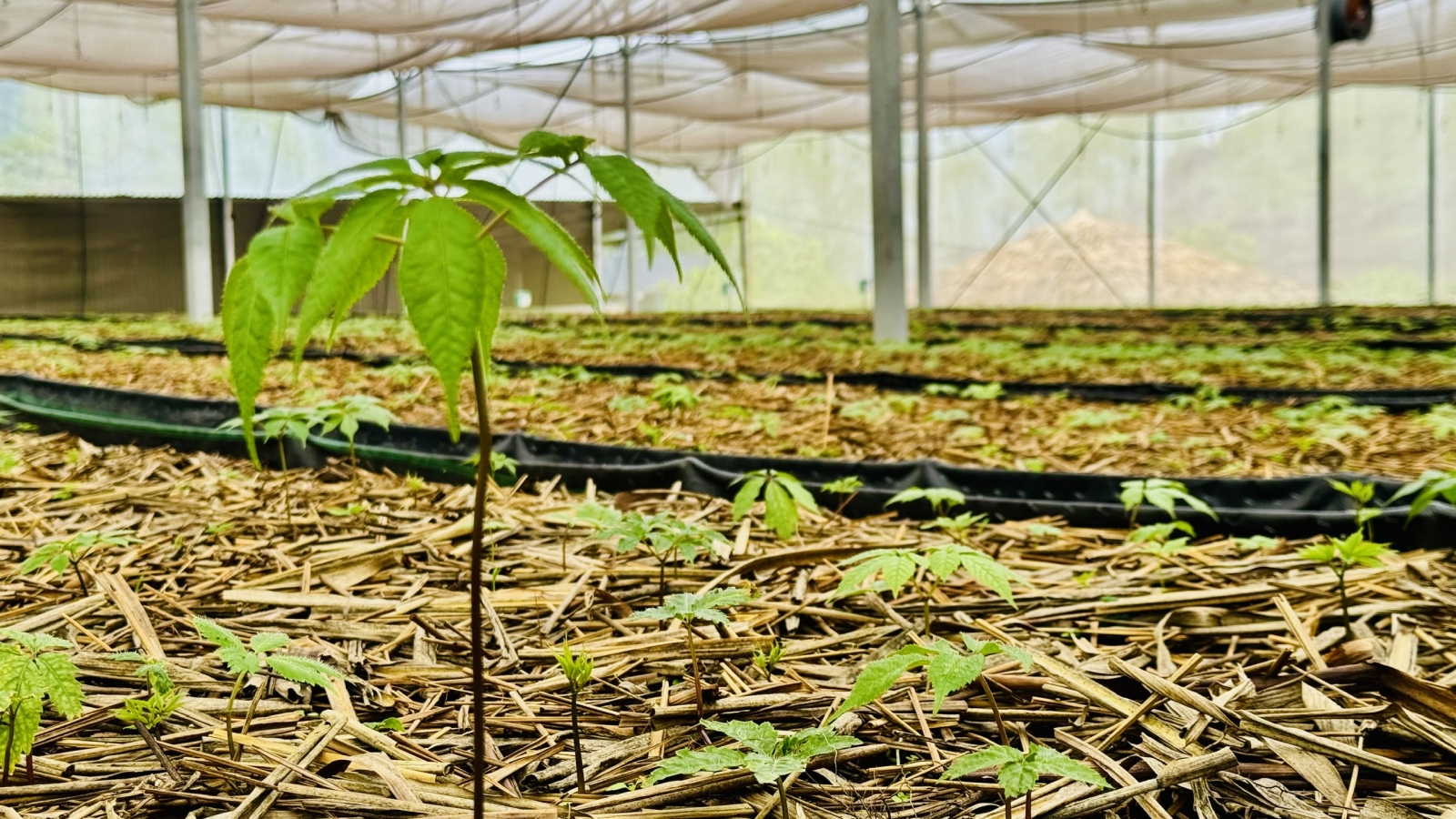 Đưa “đổi mới sáng tạo” xuống đồng ruộng giúp nông dân làm giàu