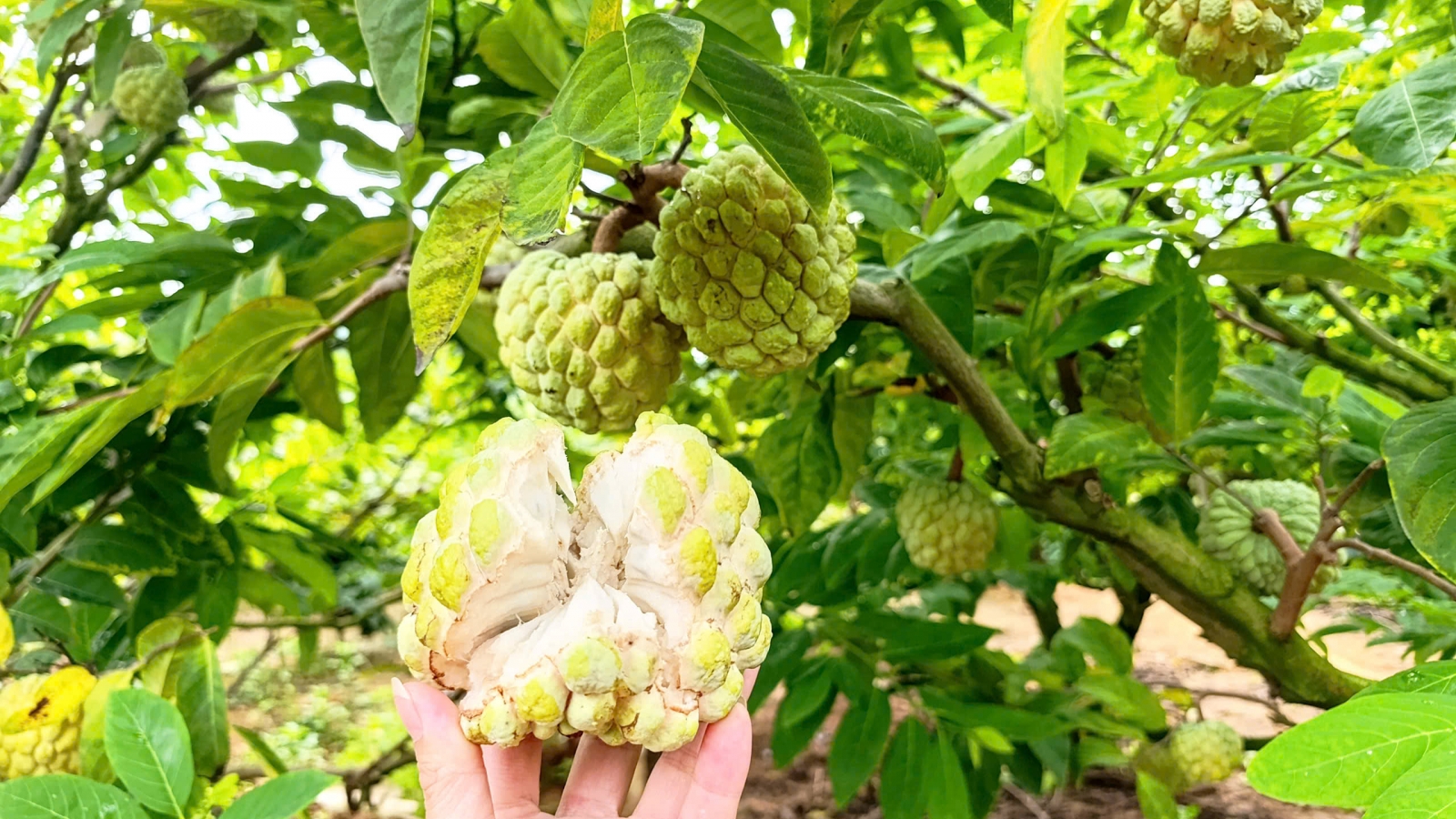 Na bở Đông Triều (Quảng Ninh) vào vụ, nông dân hái ra tiền nhờ canh tác an toàn