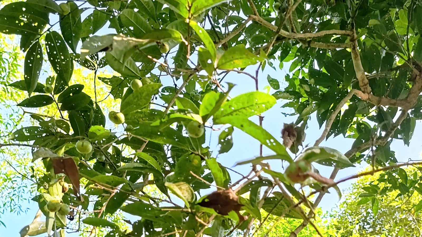 Quảng Ninh: Hành trình đánh thức những "lão trà" trăm tuổi tại vùng đất Đường Hoa