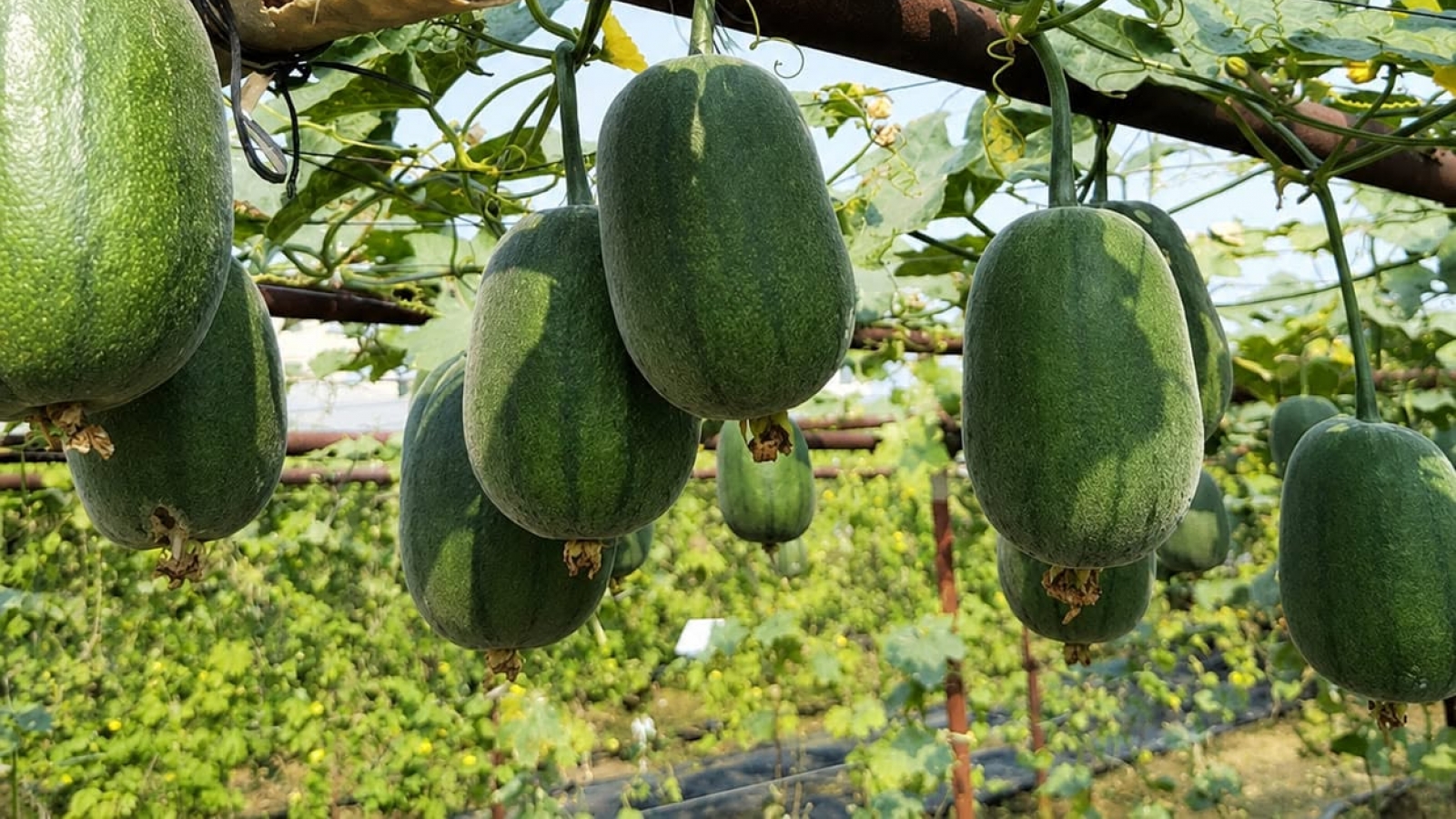 Loại mướp lạ quả tròn như táo gây sốt thị trường tiêu dùng