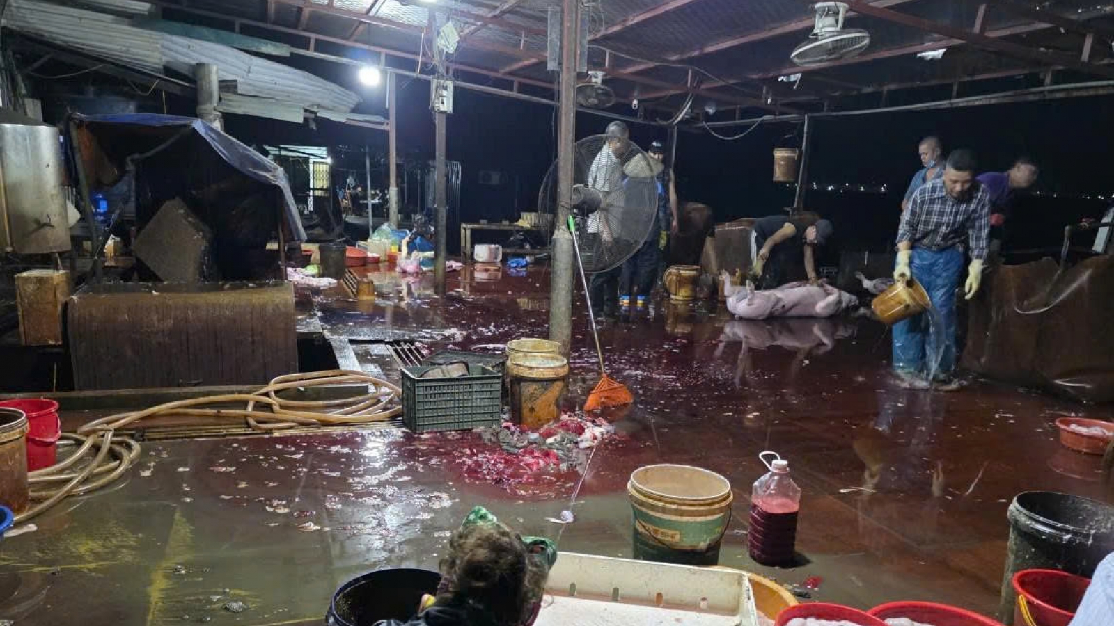 Mất vệ sinh an toàn thực phẩm: Hành trình từ lò mổ đến quầy thịt ở Quảng Ninh