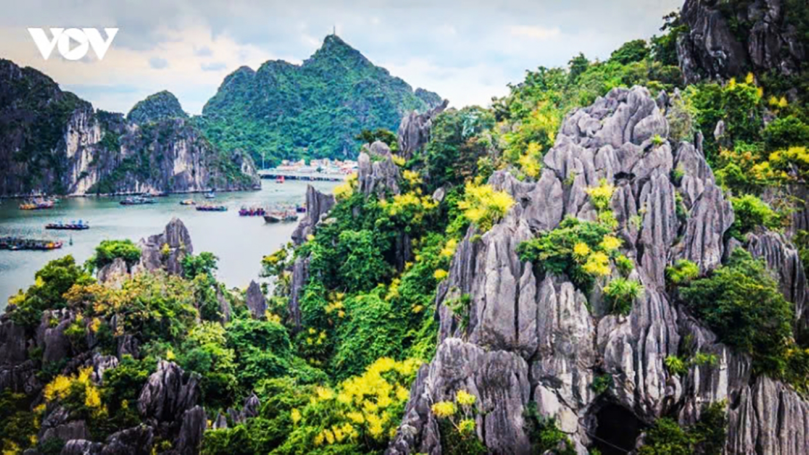 Mountain Dracaena blooms: Ha Long Bay’s hidden season of flowers