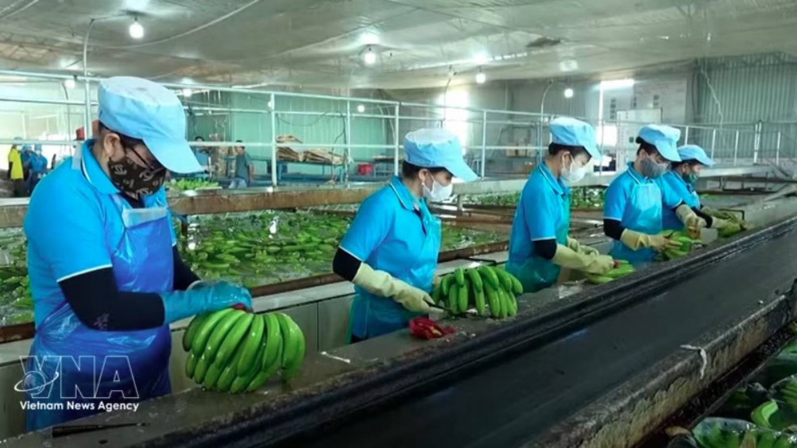 EU deforestation rules put Vietnamese exporters on the clock
