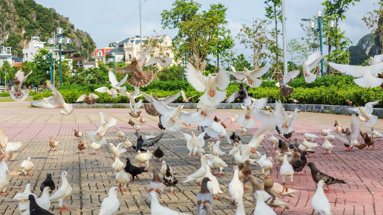 Đàn bồ câu 500 con bay rợp công viên Hoa Hạ Long