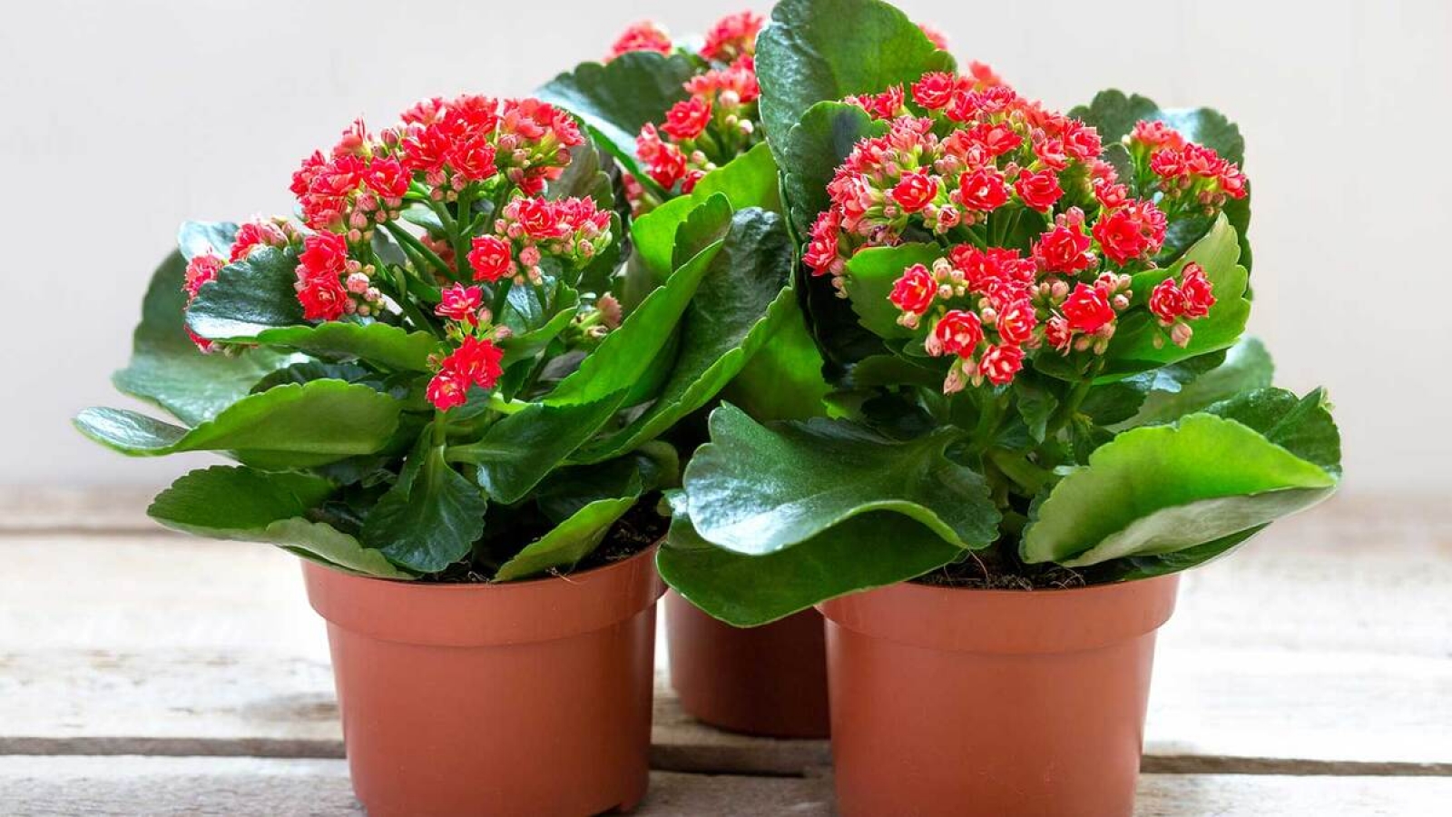 Cây thuốc quý tốt đủ đường cho sức khỏe, nhiều người không biết chỉ trồng làm cảnh