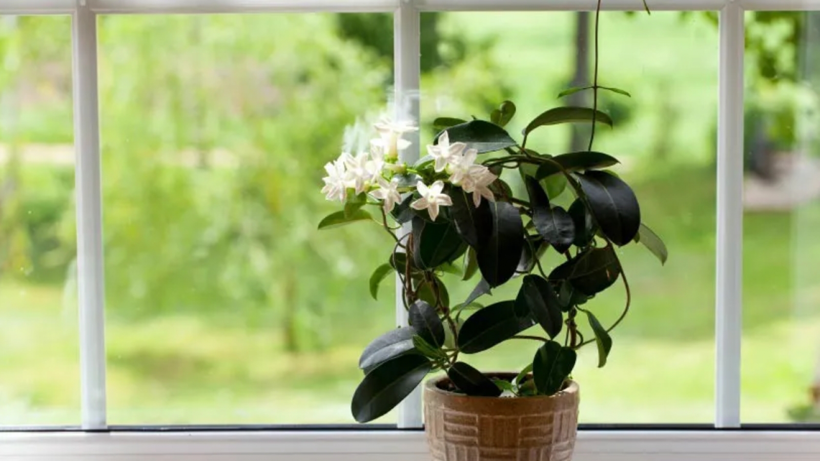 4 loại cây giúp phòng ngủ trong lành, góp phần mang đến giấc ngủ ngon