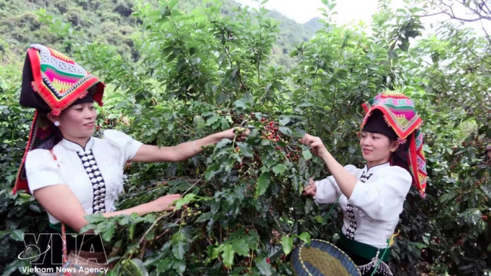 Coffee export value hits US$4.78 billion in H1