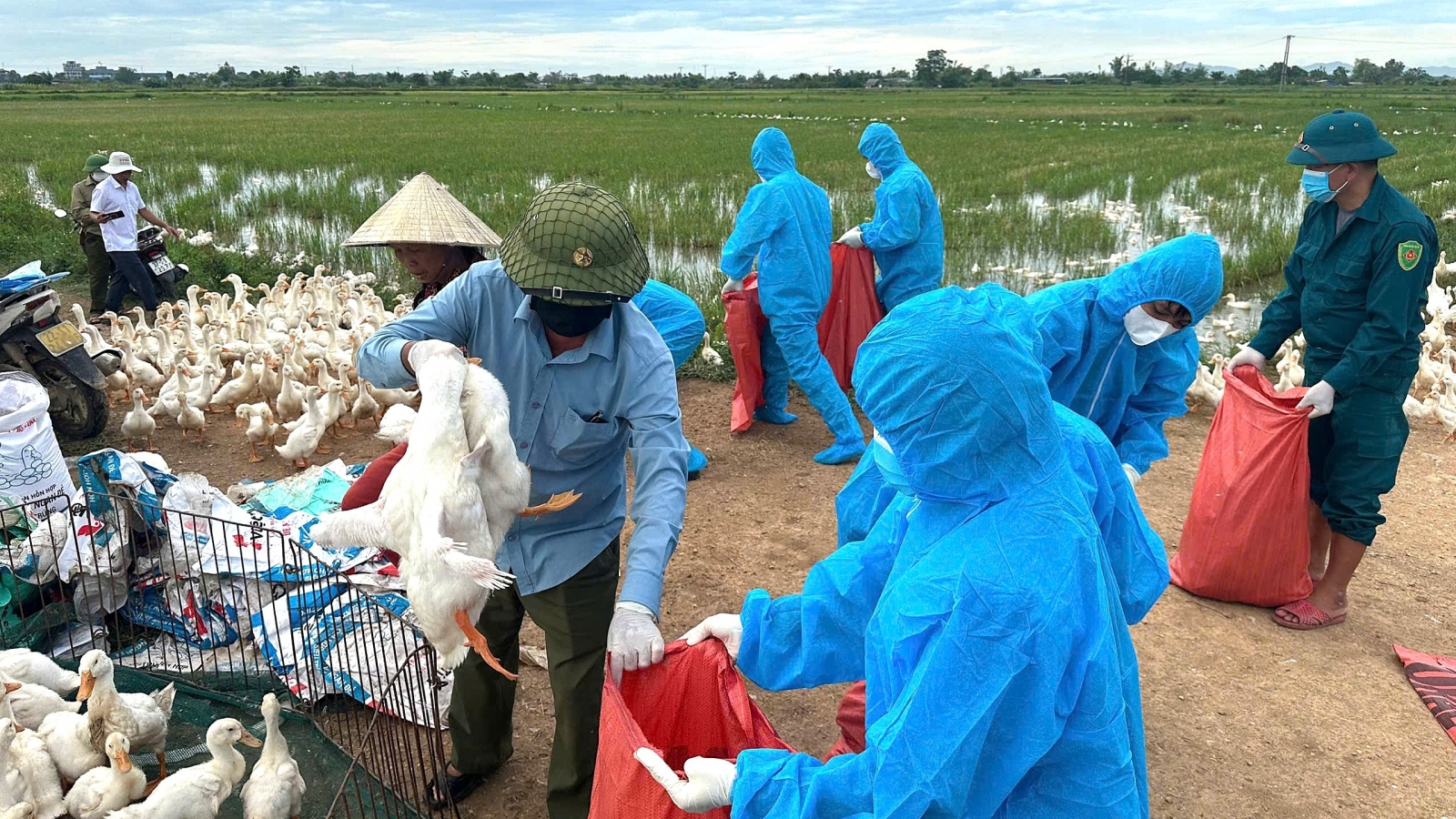 Nghệ An tiêu hủy khoảng 60.000 con gia cầm do dịch cúm gia cầm