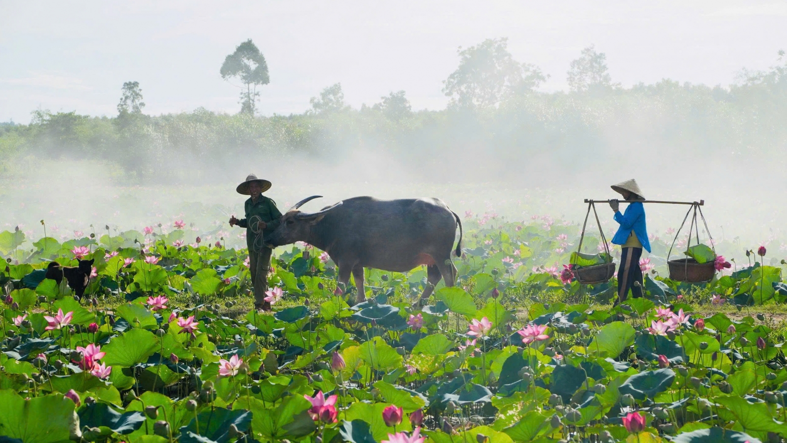 Trồng sen kết hợp làm du lịch tạo sinh kế cho người dân