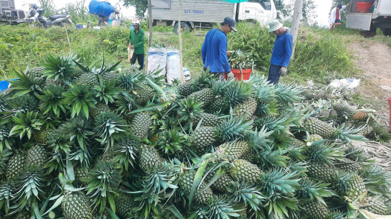 Giá dứa tại Đồng Tháp tăng gần gấp đôi, nông dân phấn khởi