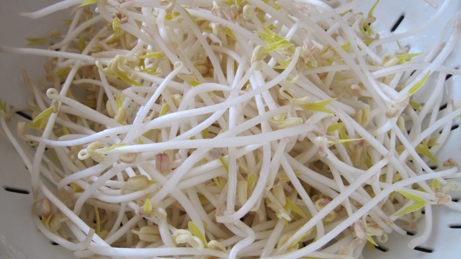 Viêm thanh quản, khàn tiếng: Thử mẹo dân gian từ giá đỗ