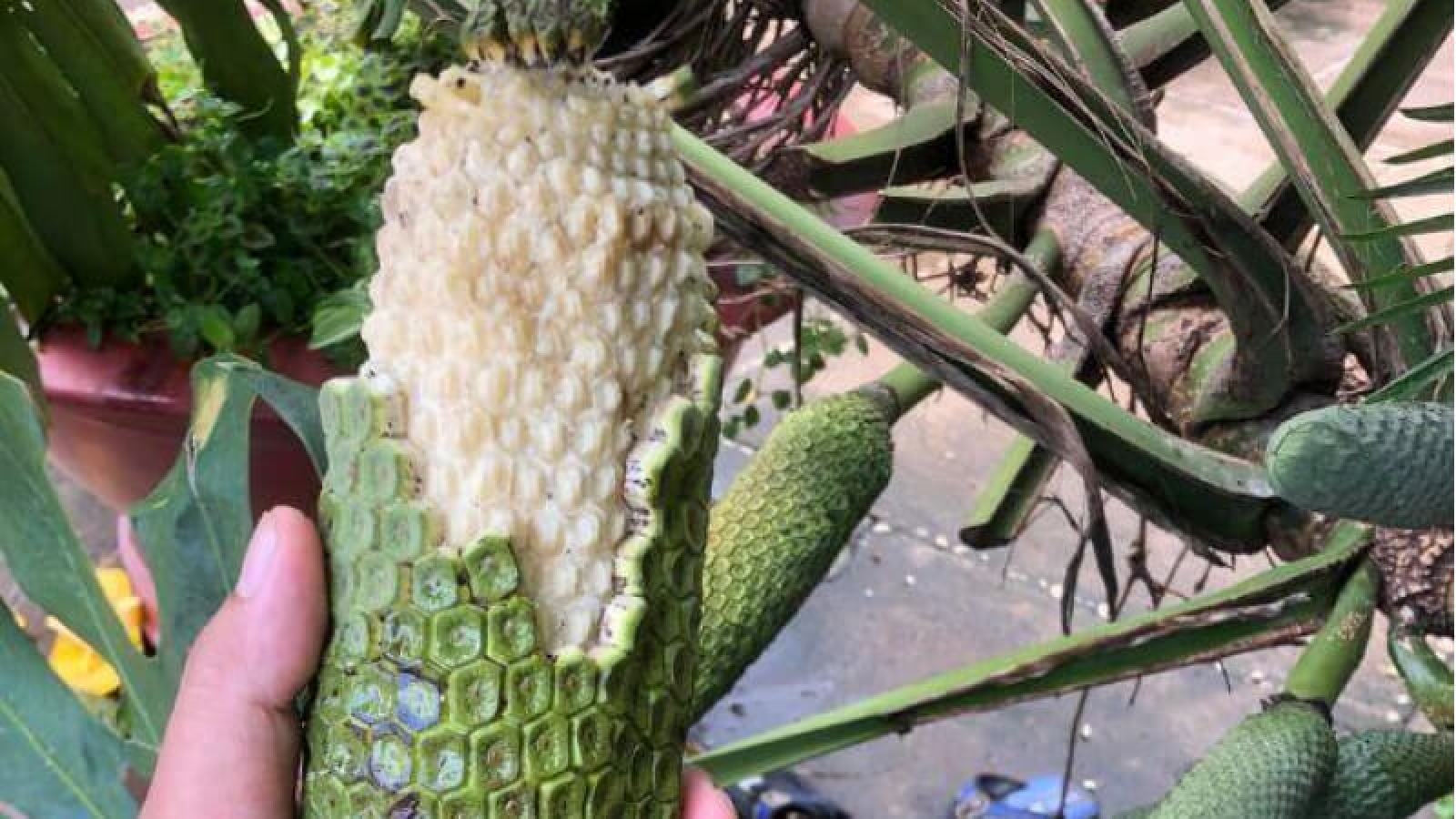 Loại quả từng để rụng đầy gốc, giờ thành “xu hướng” được săn lùng