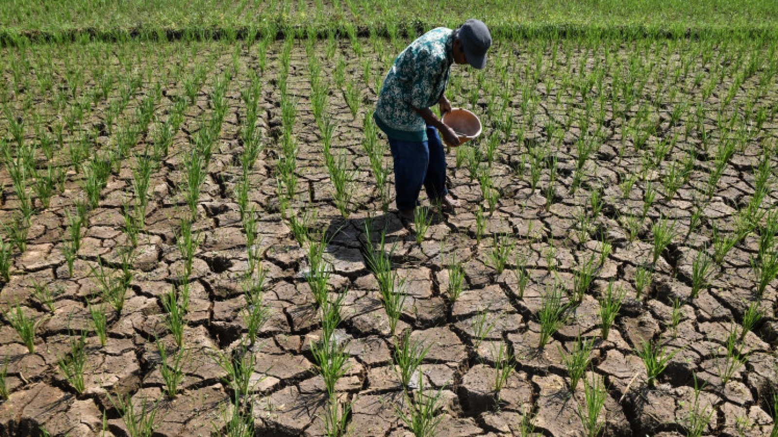 Hàng nghìn hộ gia đình ở Indonesia thiếu nước sạch do hiện tượng El Niño