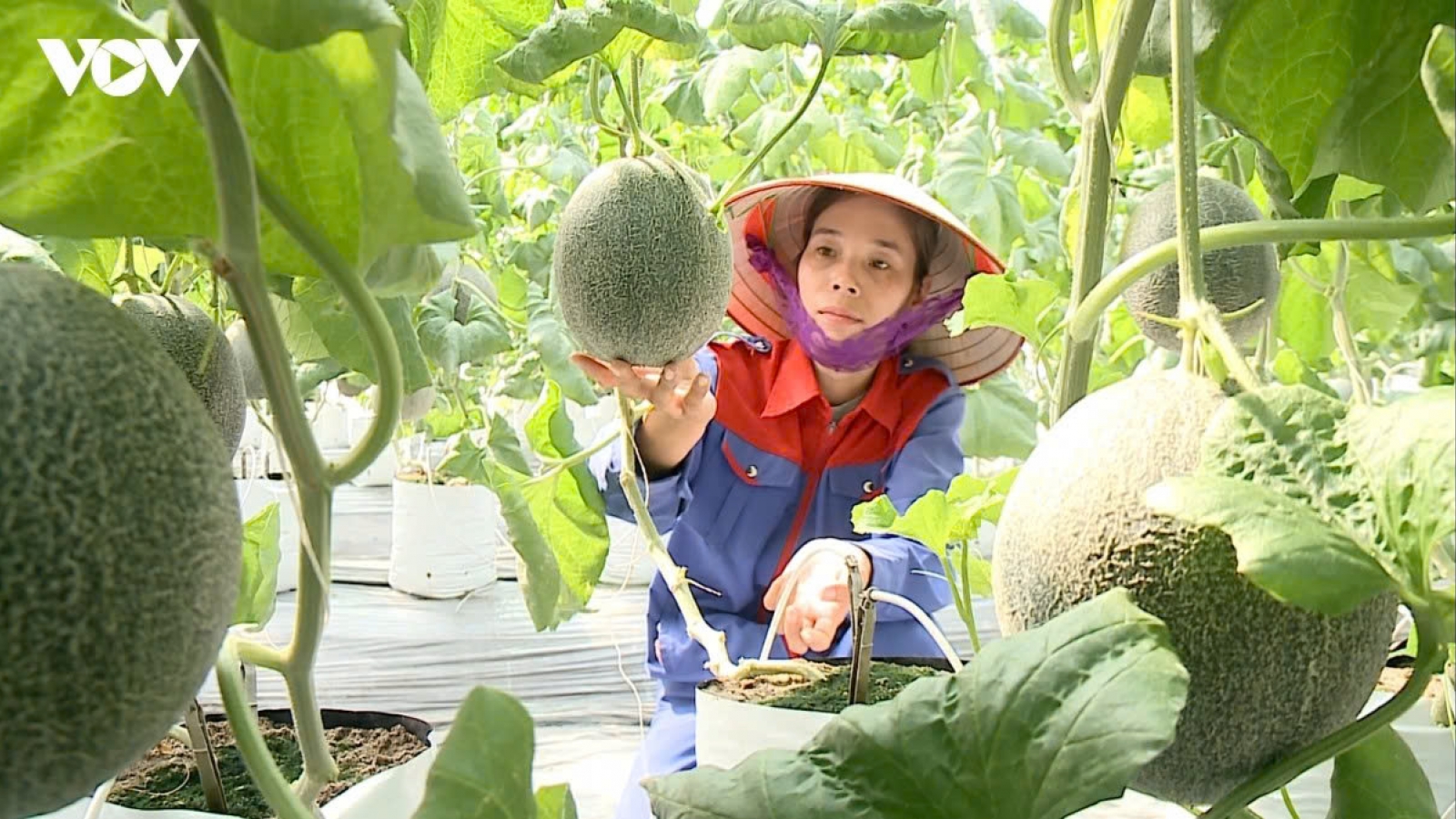 Hàng loạt ưu đãi cho dự án trong khu nông nghiệp ứng dụng công nghệ cao