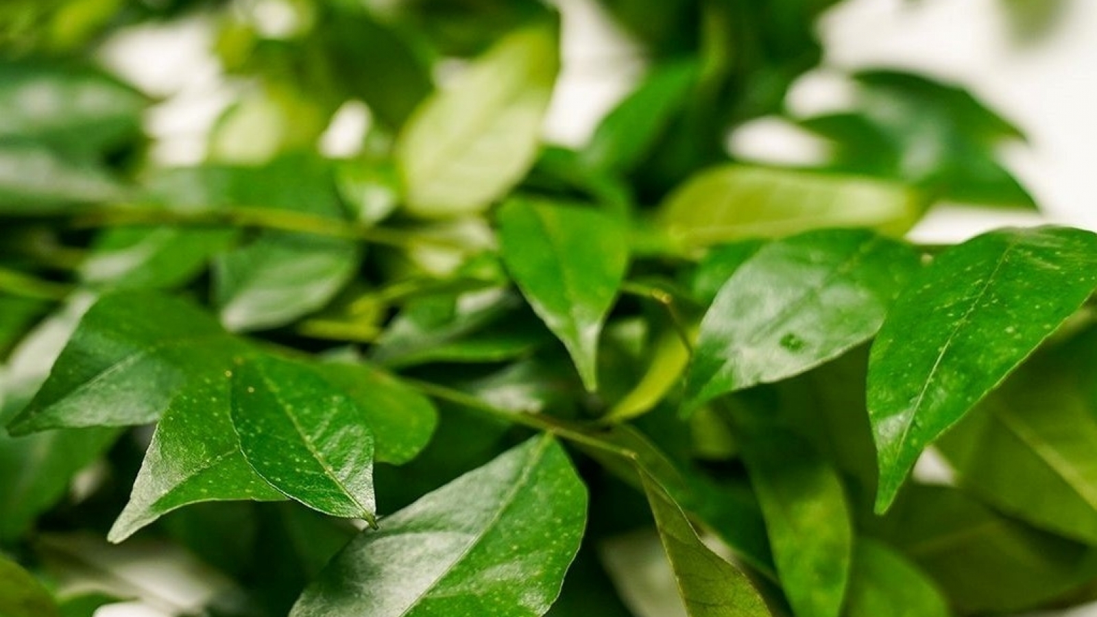 Loại lá có mùi khó quên được ví như thuốc dưỡng gan, tốt đủ đường cho sức khoẻ