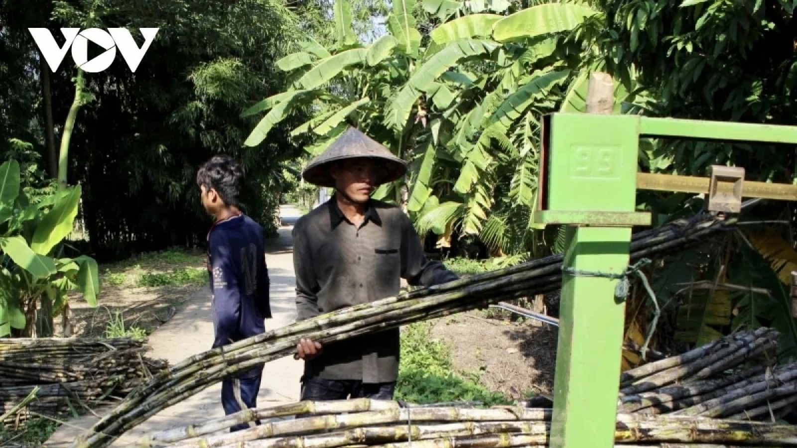 Dữ liệu truy xuất nguồn gốc giúp bảo vệ ngành mía đường trước gian lận thương mại
