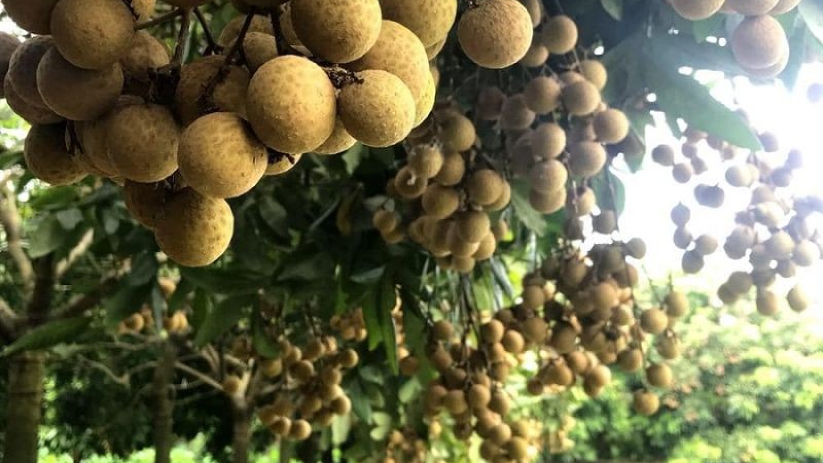 Hưng Yên tìm lối đi để nhãn lồng "xuất ngoại"