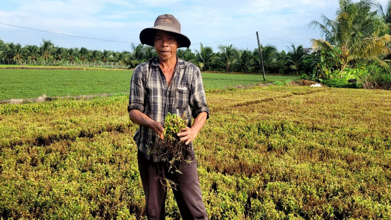 Hàng chục ha cây trồng tại tỉnh Đồng Tháp bị thiệt hại bất thường