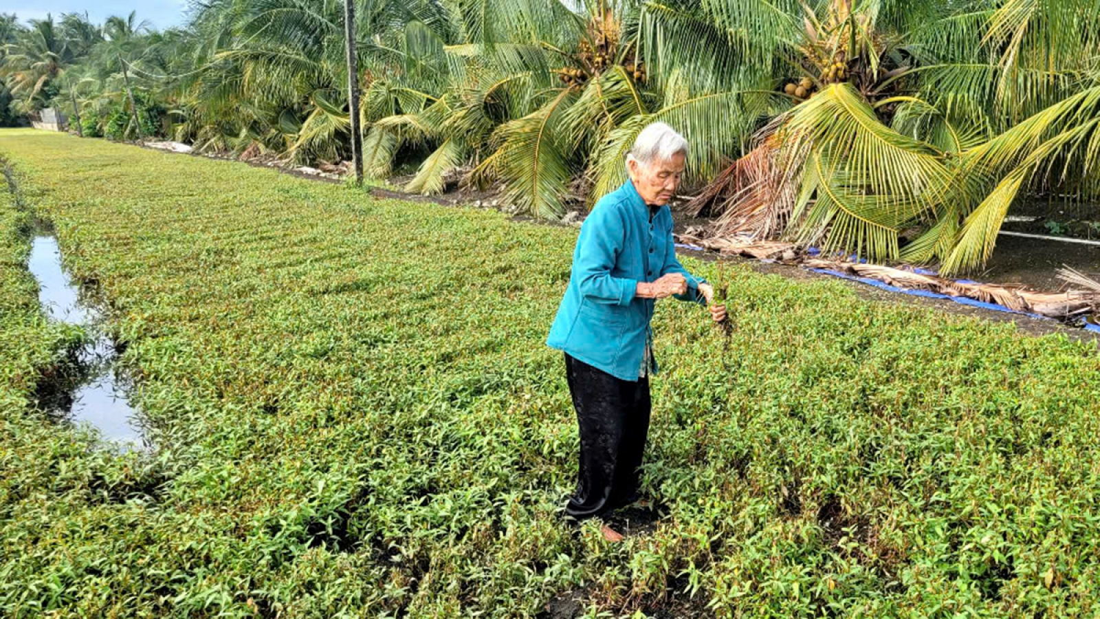 Hơn 430 hộ nông dân Đồng Tháp có cây trồng bị chết, nghi do nguồn nước ô nhiễm