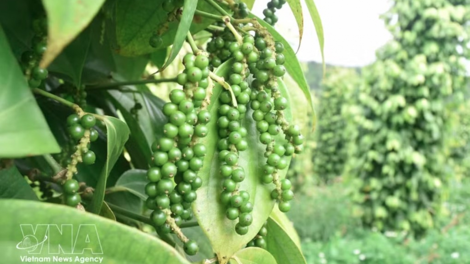 Pepper exports post double-digit growth in first half of 2026