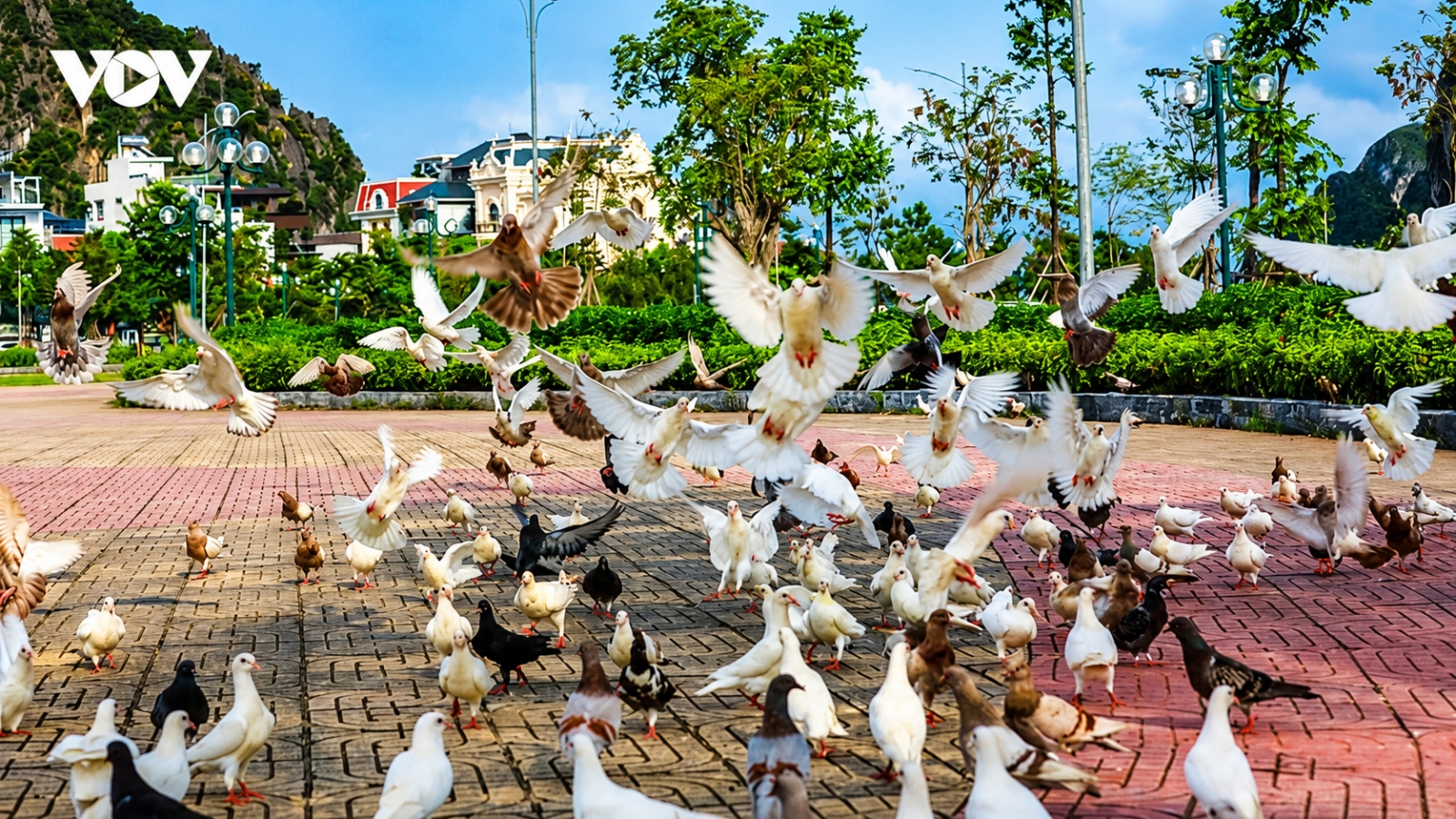 Pigeons breathe new life into Ha Long public park