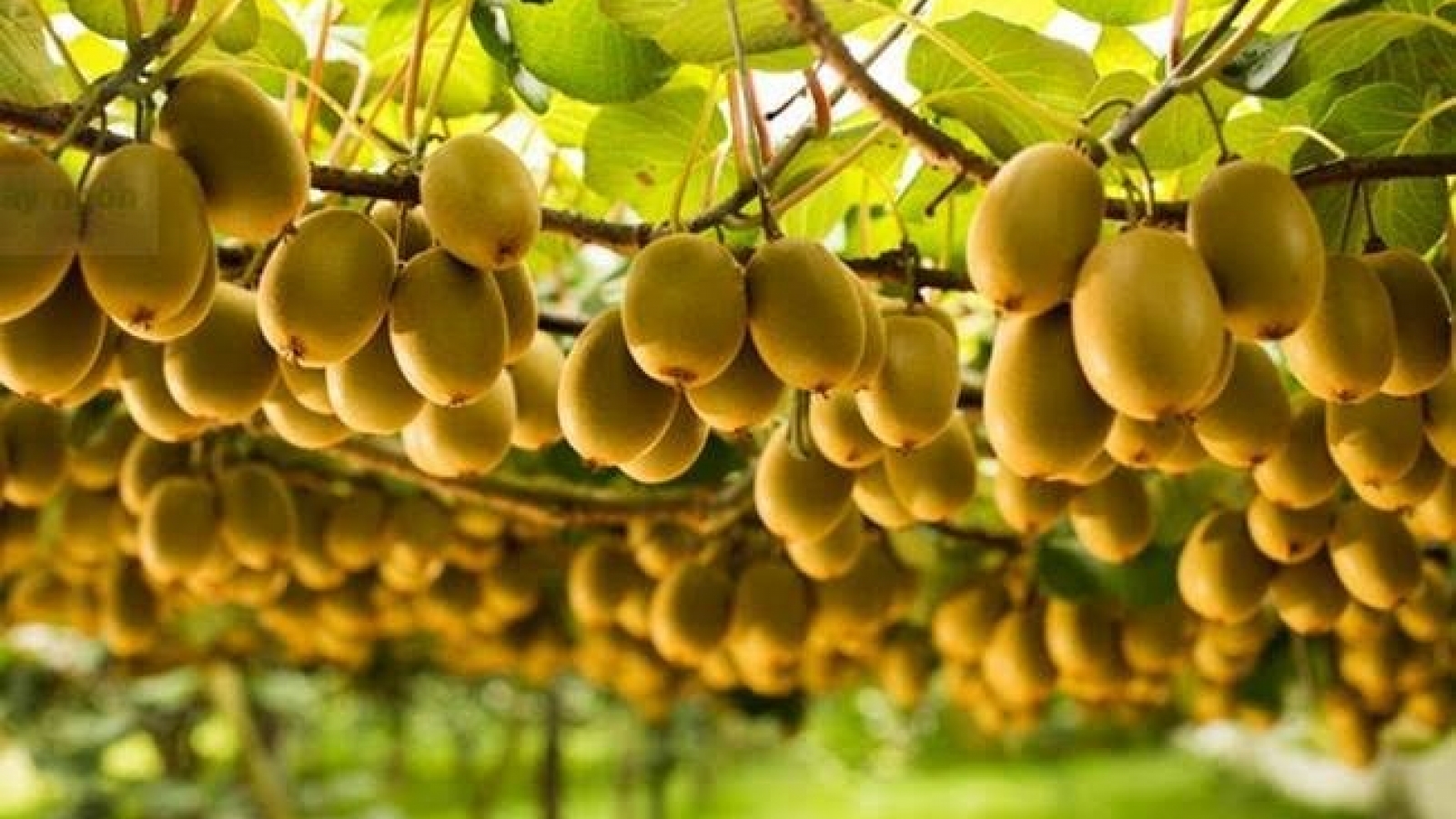 “Siêu trái cây” bề ngoài nhiều lông, ăn vào vừa khỏe người lại đẹp da