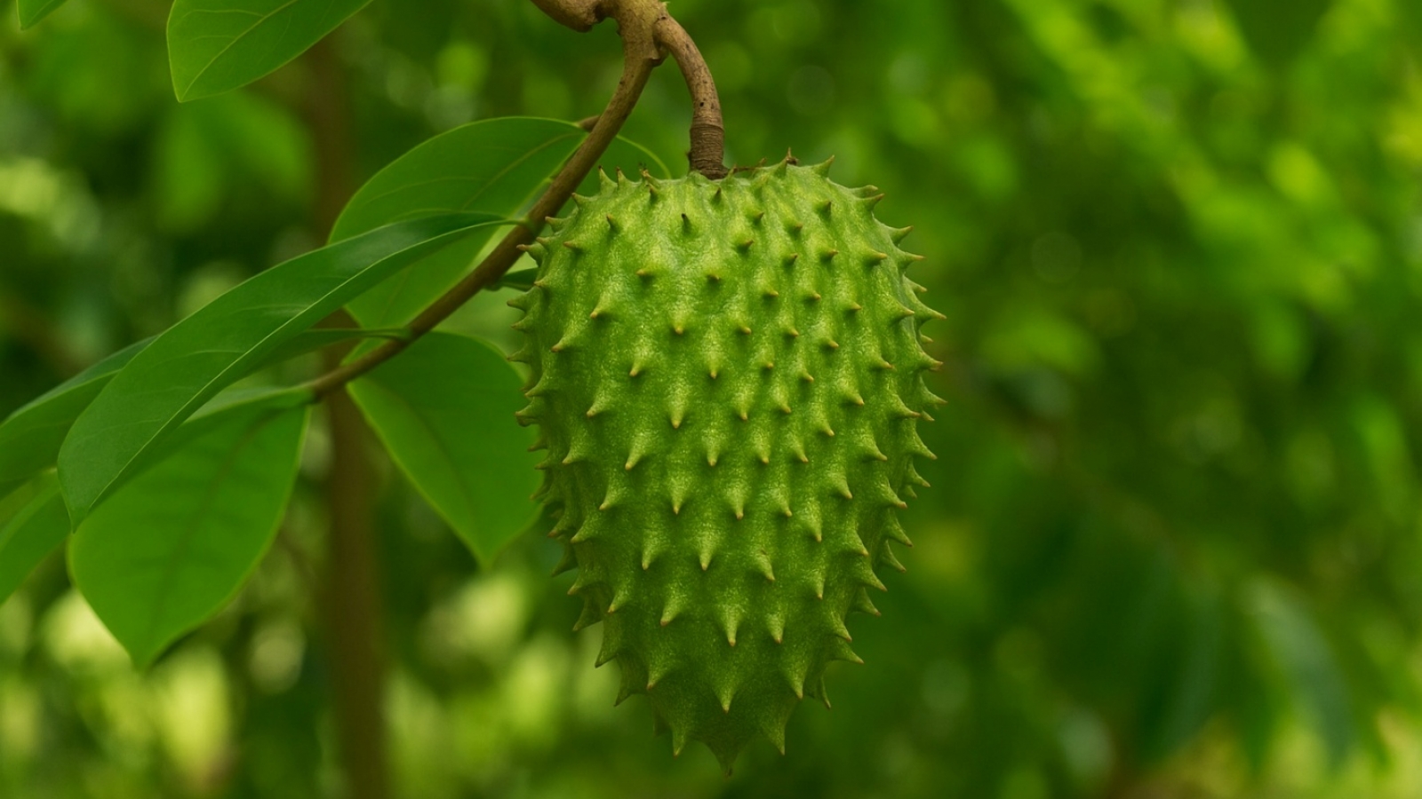 Thứ quả bề ngoài phủ đầy gai lại bổ dưỡng đủ đường, ăn vào sức khoẻ thăng hạng