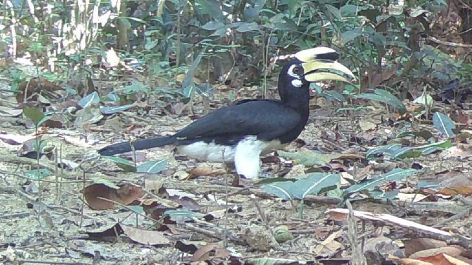 Rare wildlife captured foraging and roaming at Chu Mom Ray national park